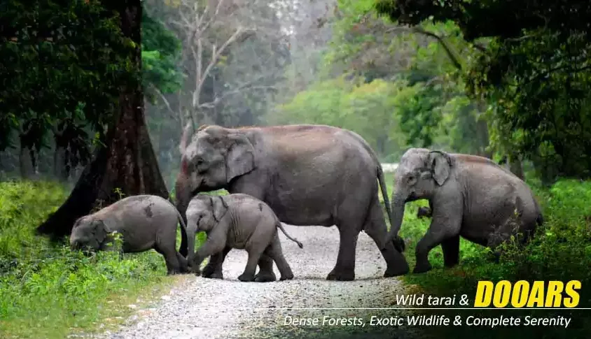 Dooars Tour Package from Kolkata: Discover Wildlife, Rivers & Serene Landscapes