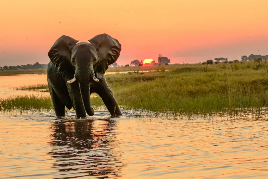 What Makes Botswana One of Africa’s Best Safari Destinations