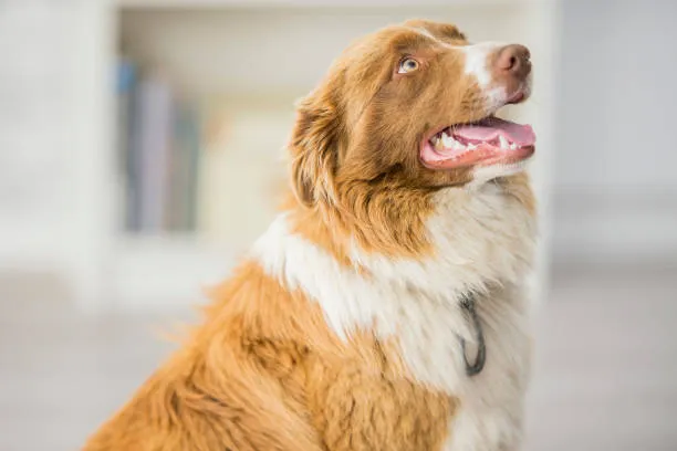 What Is Muscle Meat For Dogs And Why Feed It?