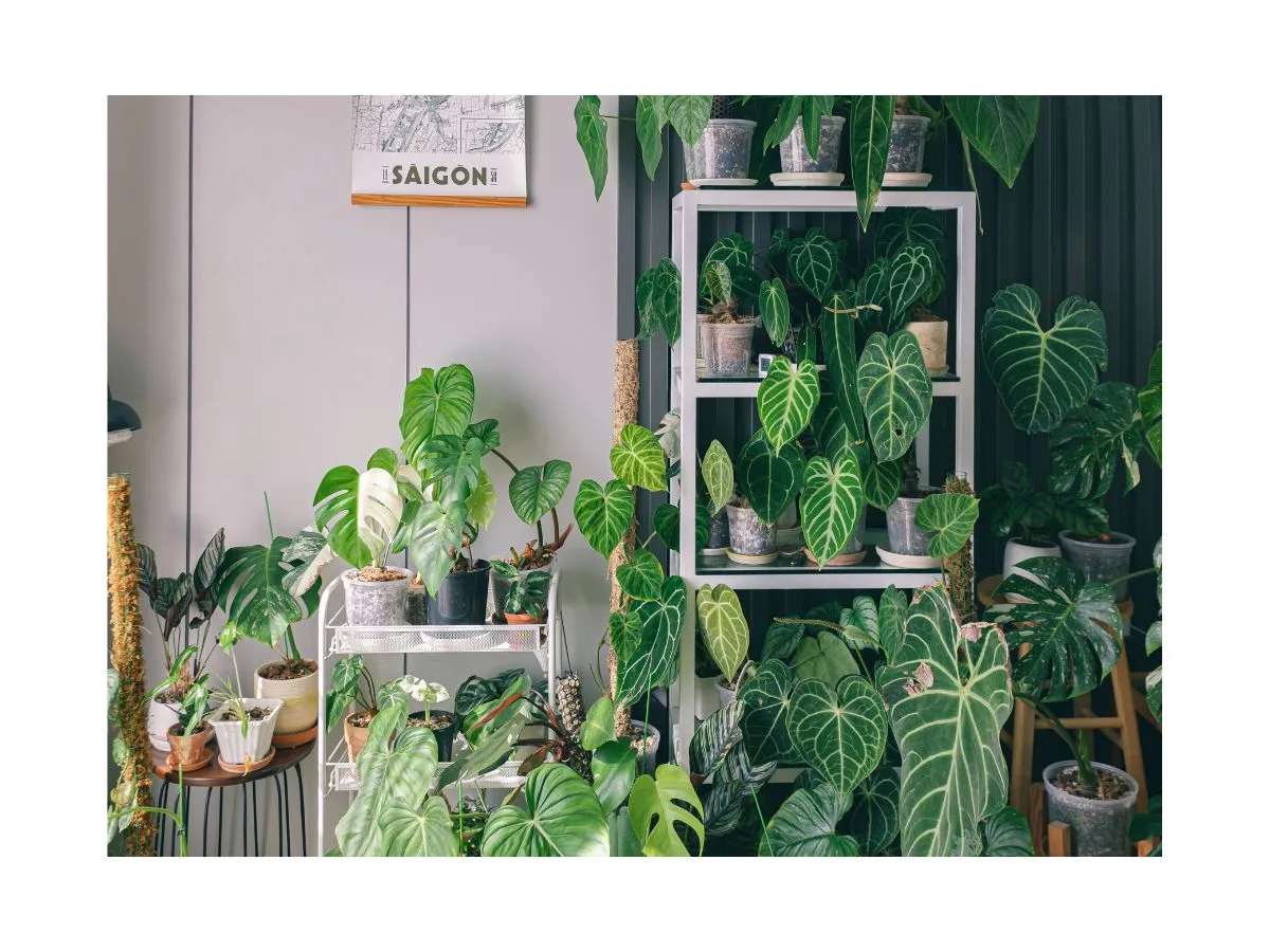 5 Plantscaping Secrets for Small-Space Living