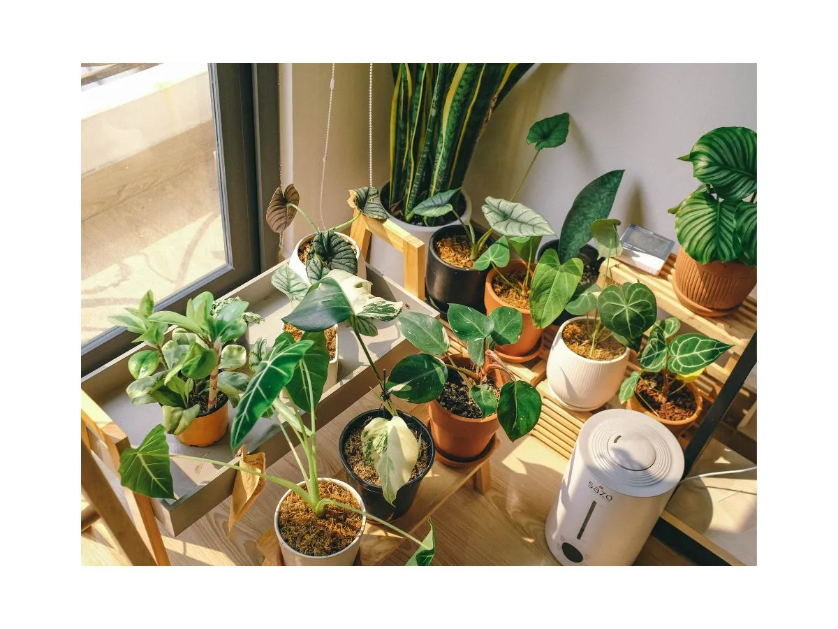 5 Plantscaping Secrets for Small-Space Living