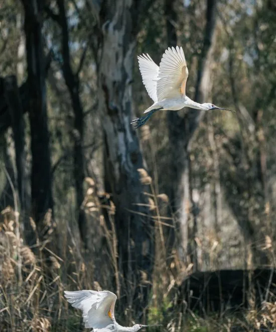 Best Things to Do in Barmah National Park: Culture, Wildlife & River Experiences