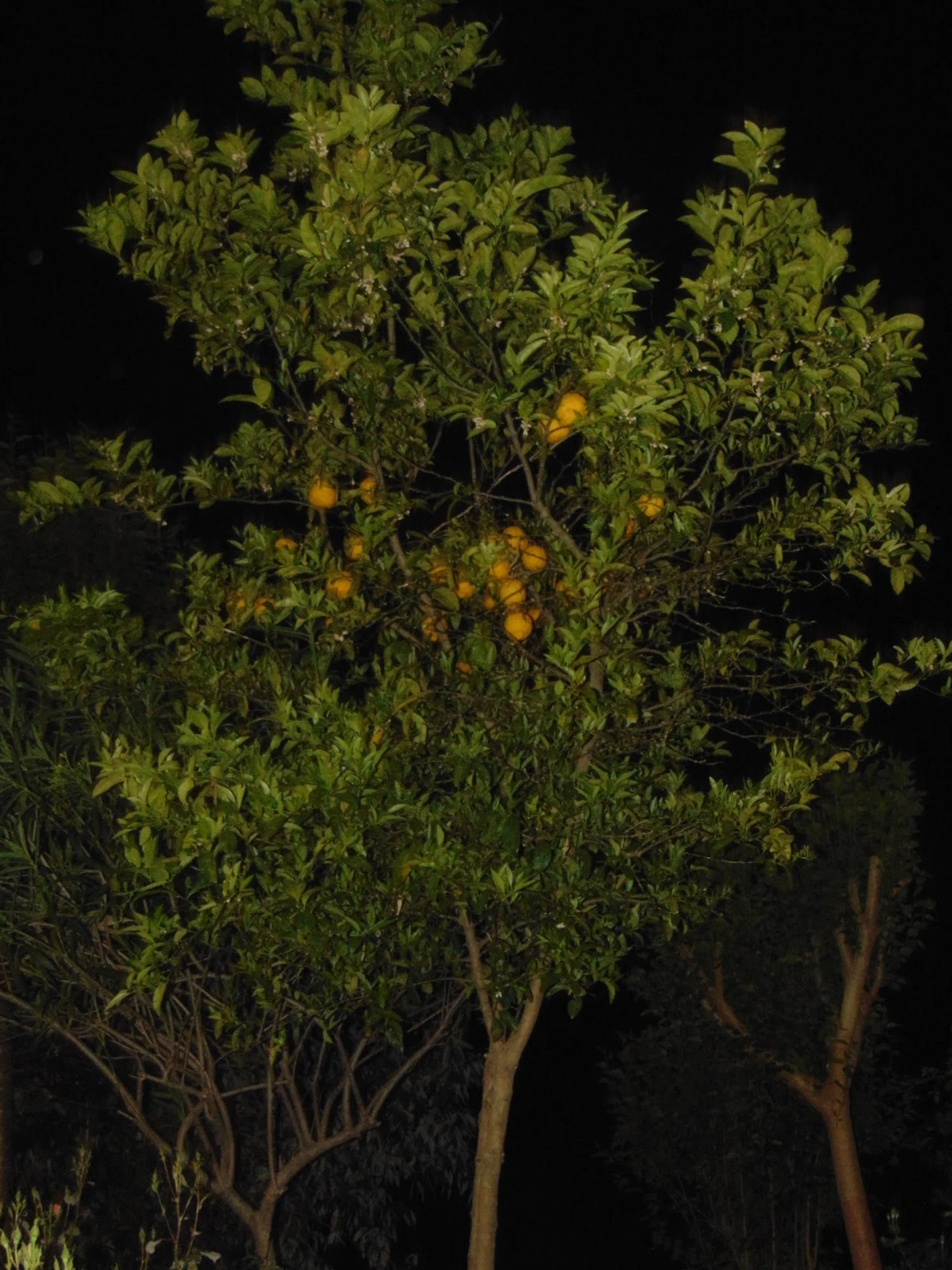Maa Anandmayee Guest House, Eco Binsar, Dhaulachinna - A few sights