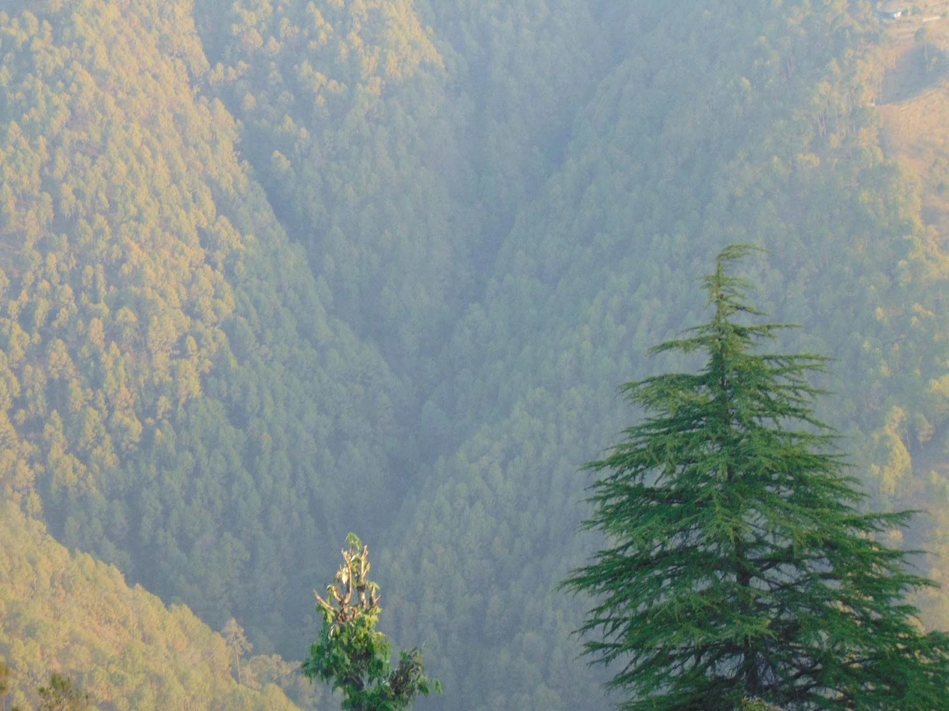 Maa Anandmayee Guest House, Eco Binsar, Dhaulachinna - A few sights