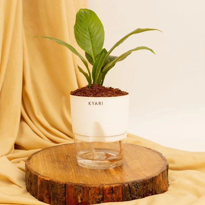 The Benefits of Growing Spider Plants: Why Every Home Needs One