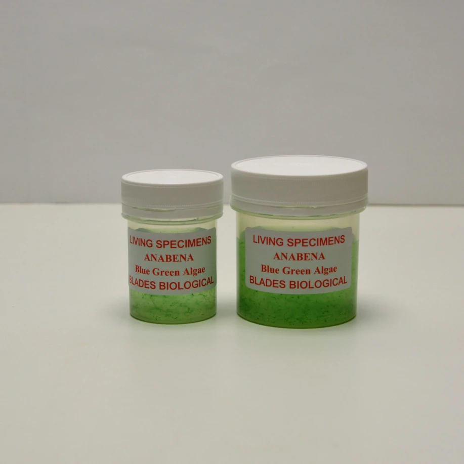 Dive into Algae Science: Experiments and Educational Resources