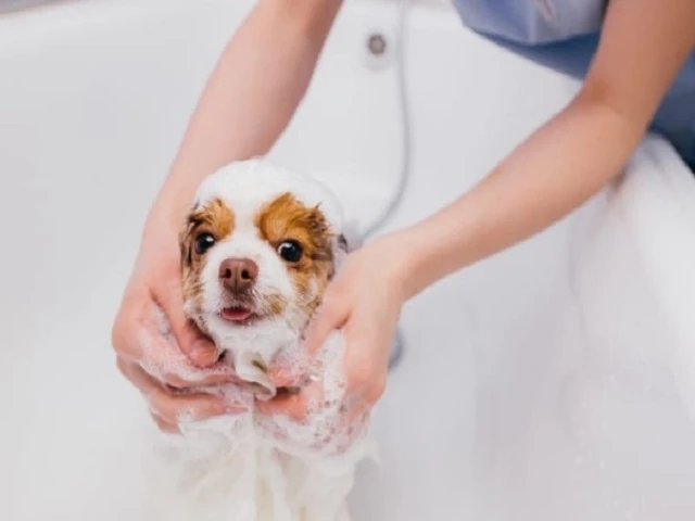 Why Dog Grooming is Essential for Your Pet?