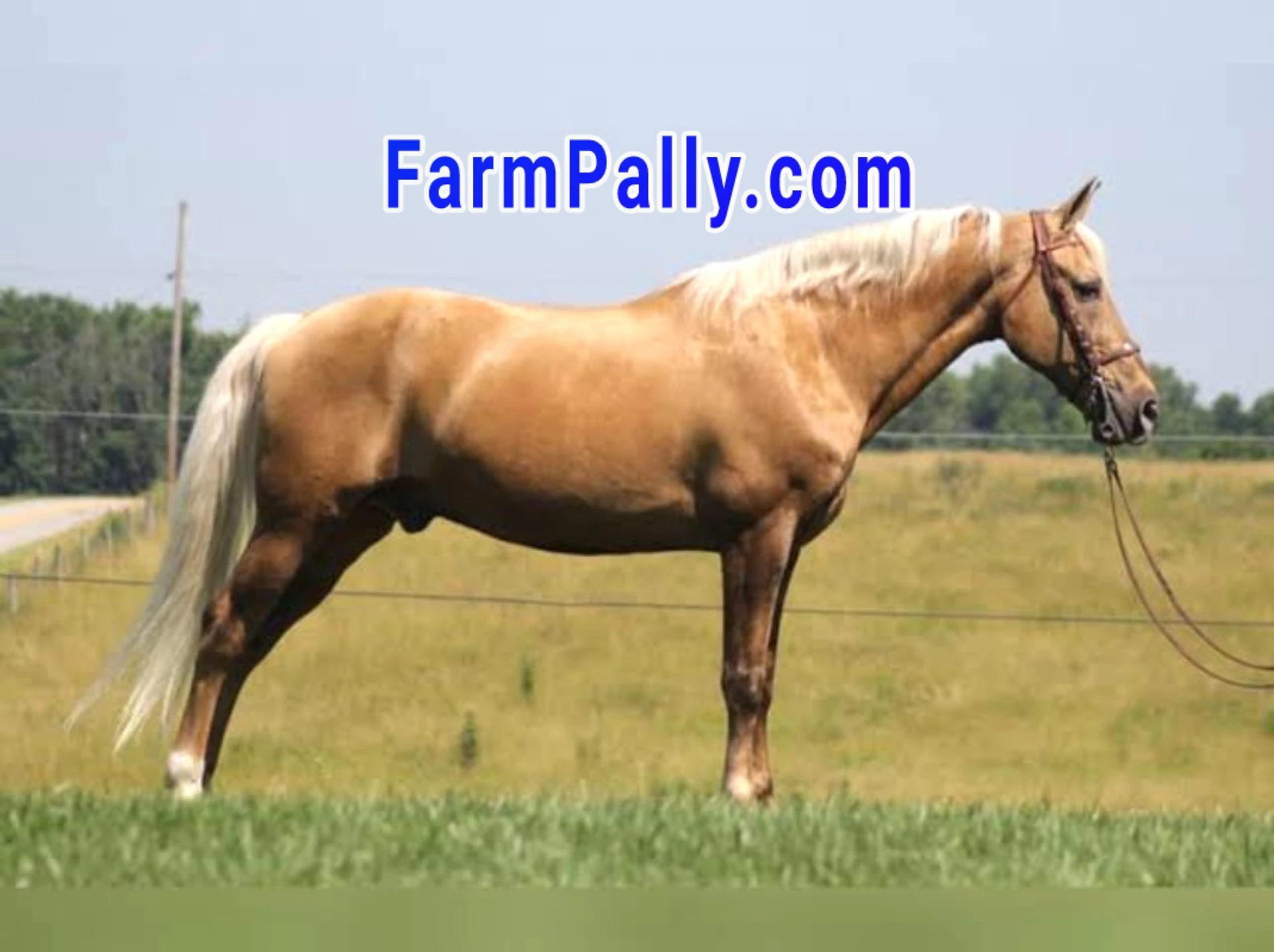 FarmPally Discerns Palomino Tennessee Walking Horse Uses