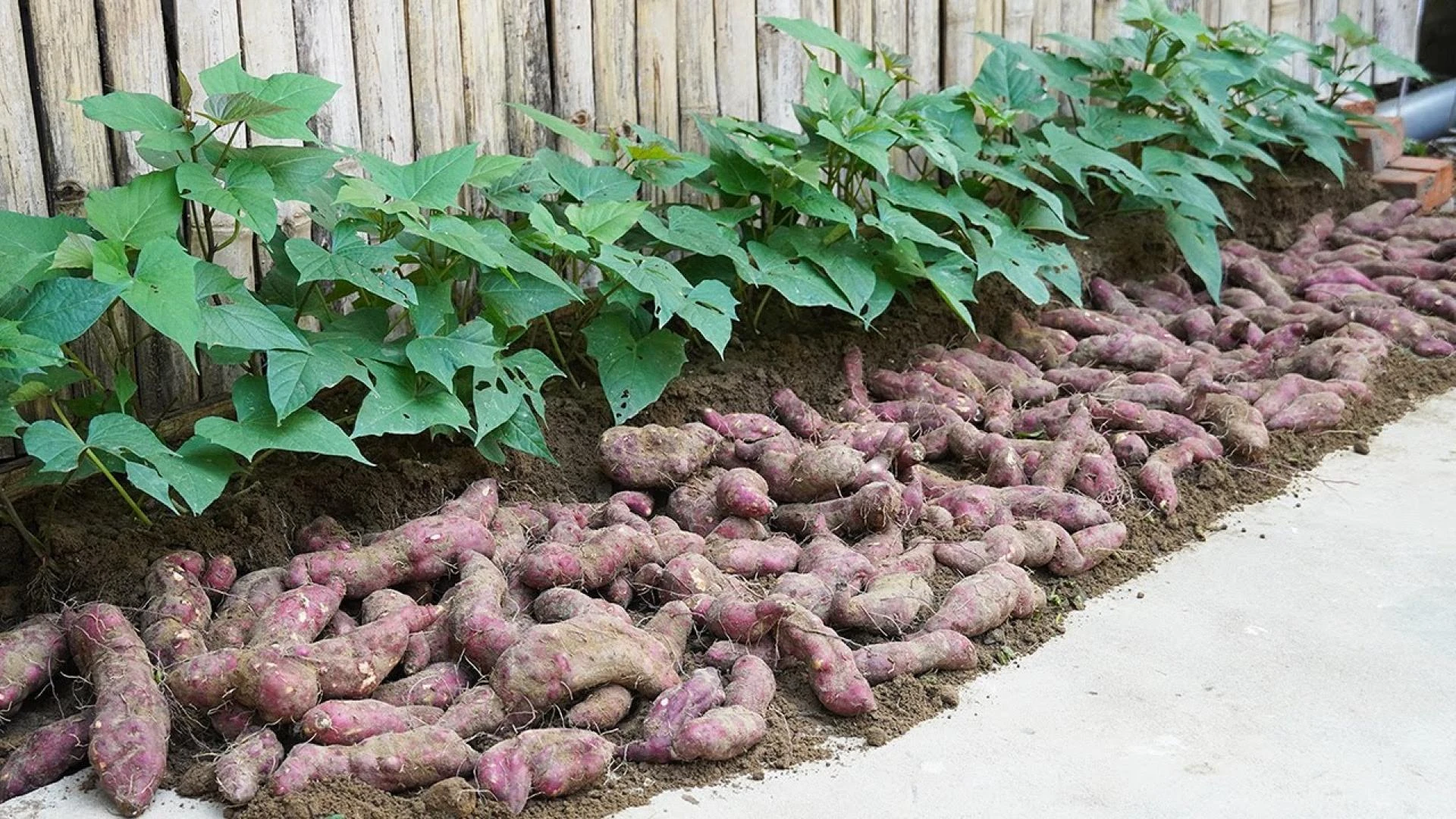 How to Grow Sweet Potatoes: A Simple Guide