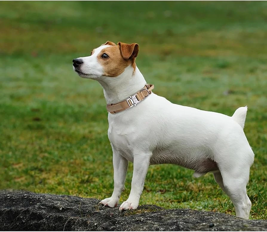 Training Collar For Small Dogs