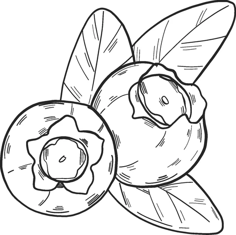 Blueberries Coloring Pages Printable For Kids