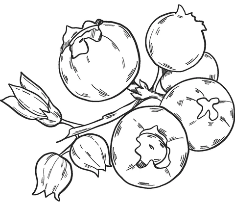 Blueberries Coloring Pages Printable For Kids