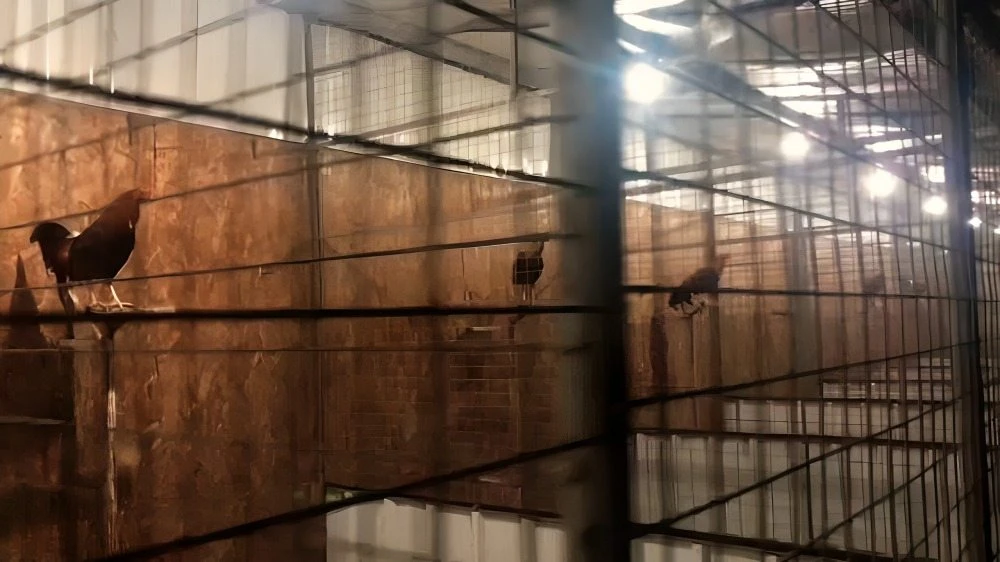 Epektibong Ehersisyo para sa Manok Panabong