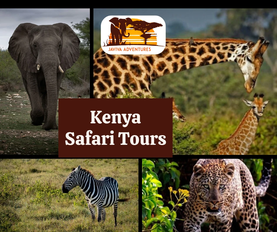 Unforgettable African Safari Experiences and Beach Escapes – From Kenya to Uganda and Tanzania