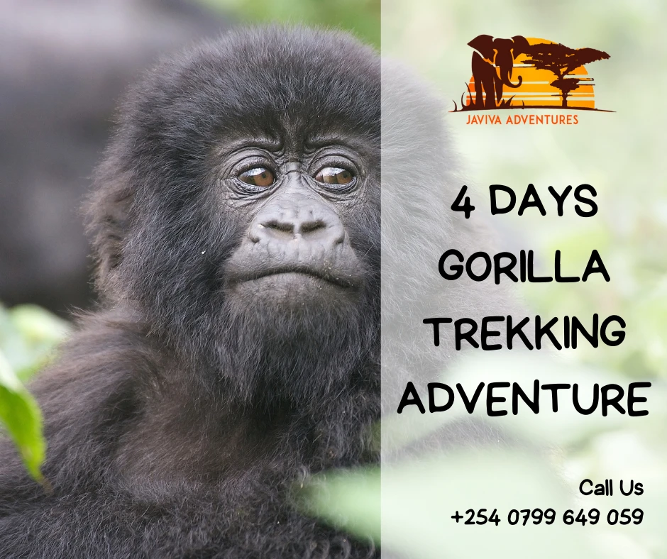 Unforgettable African Safari Experiences and Beach Escapes – From Kenya to Uganda and Tanzania