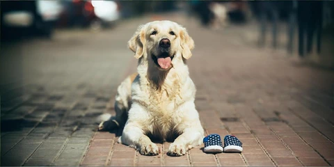 Tips to Choose the Right Enrichment Activities Based on Your Dog’s Age