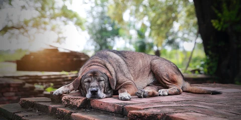 Tips to Choose the Right Enrichment Activities Based on Your Dog’s Age