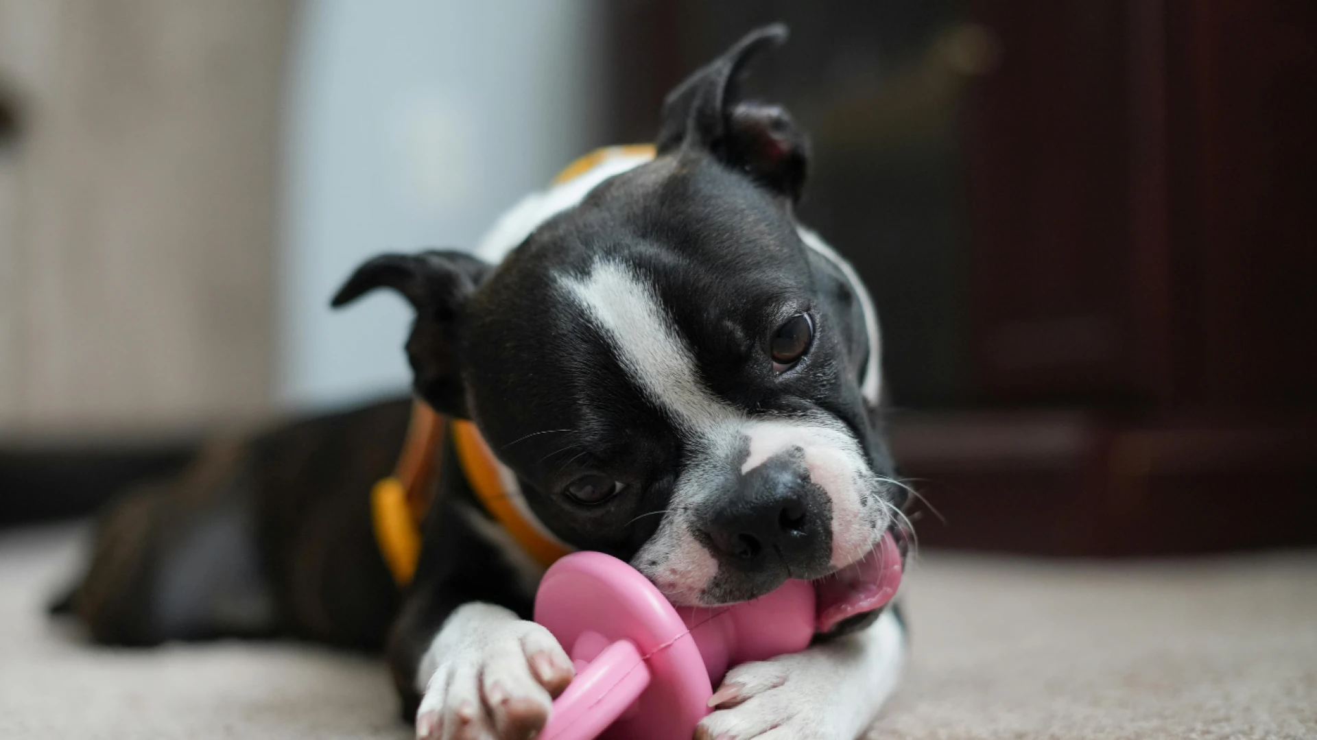 How Can Mental Stimulation Toys for Dogs Improve Behavior and Focus?