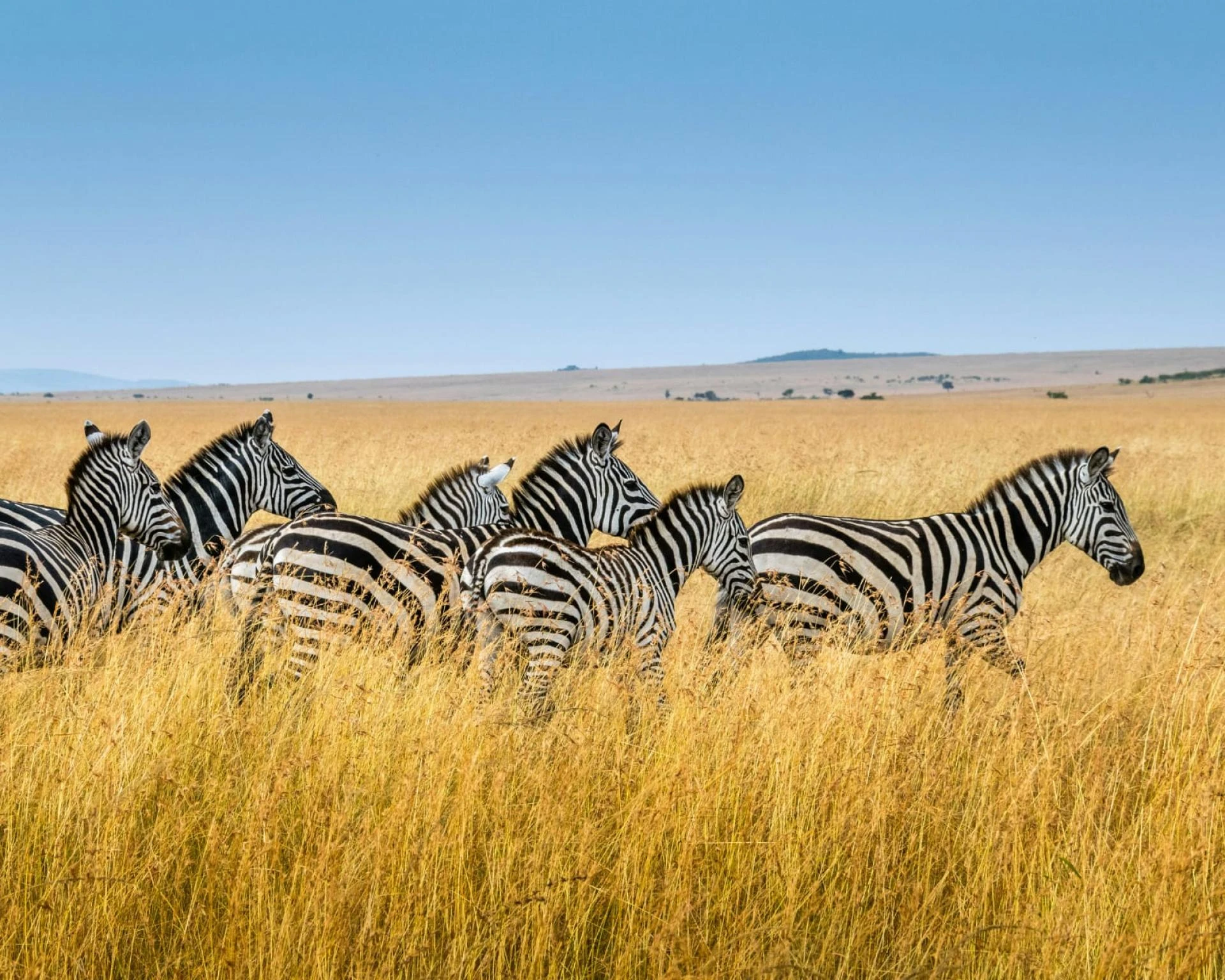 Traveling with Kids in Ngorongoro: Family Safari Tips and Tricks