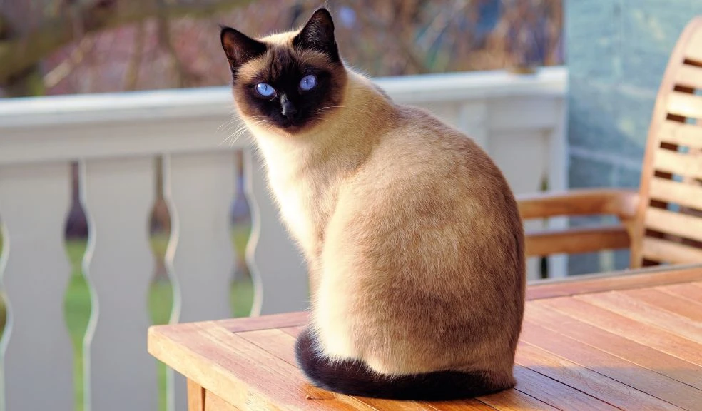 Siamese Cats: Your Sassy Feline Guide
