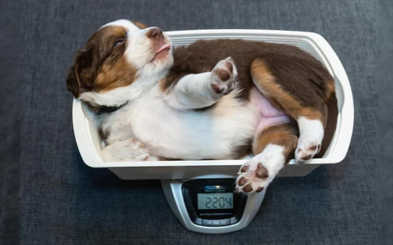 Top 5 Common Dog Health Issues and How to Prevent Them