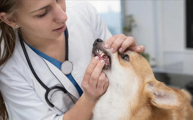 Top 5 Common Dog Health Issues and How to Prevent Them