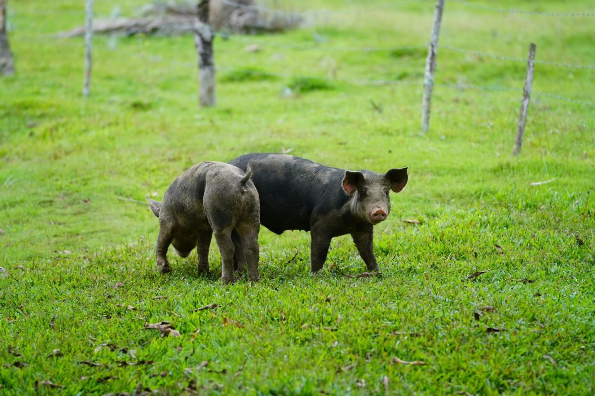 Hunting in Hawaii: A Guide to the Islands’ Unique Game Species