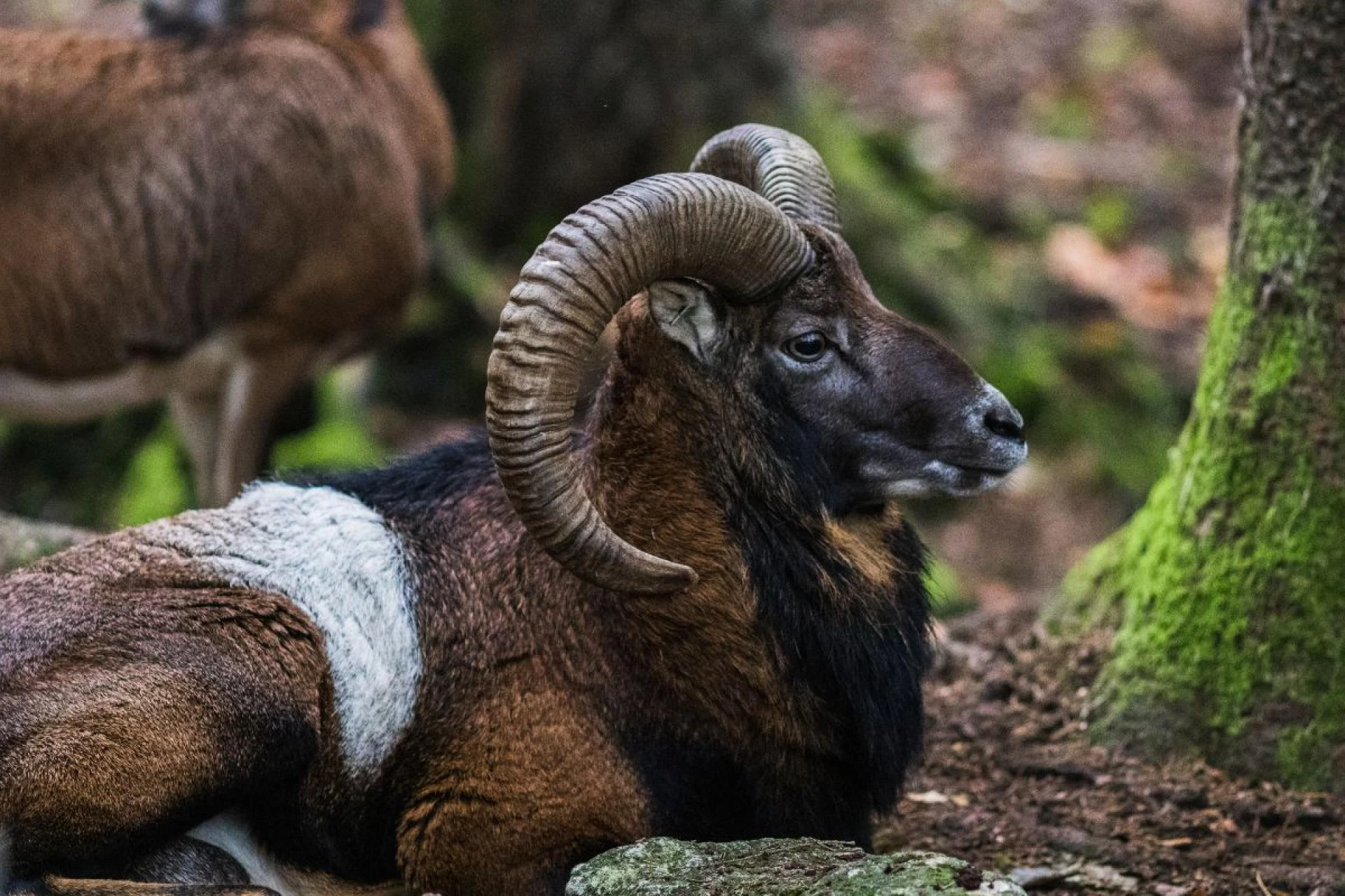 Hunting in Hawaii: A Guide to the Islands’ Unique Game Species