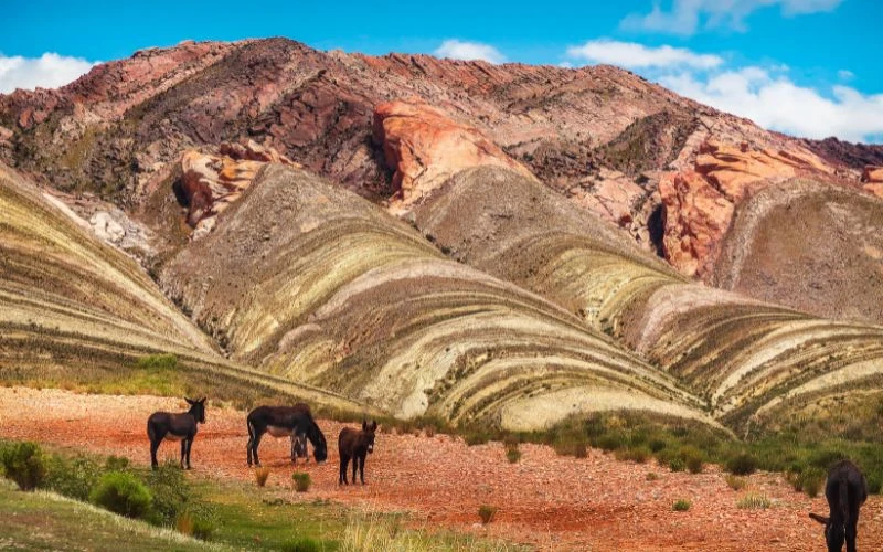 5 Best Wine Regions to Visit in Argentina