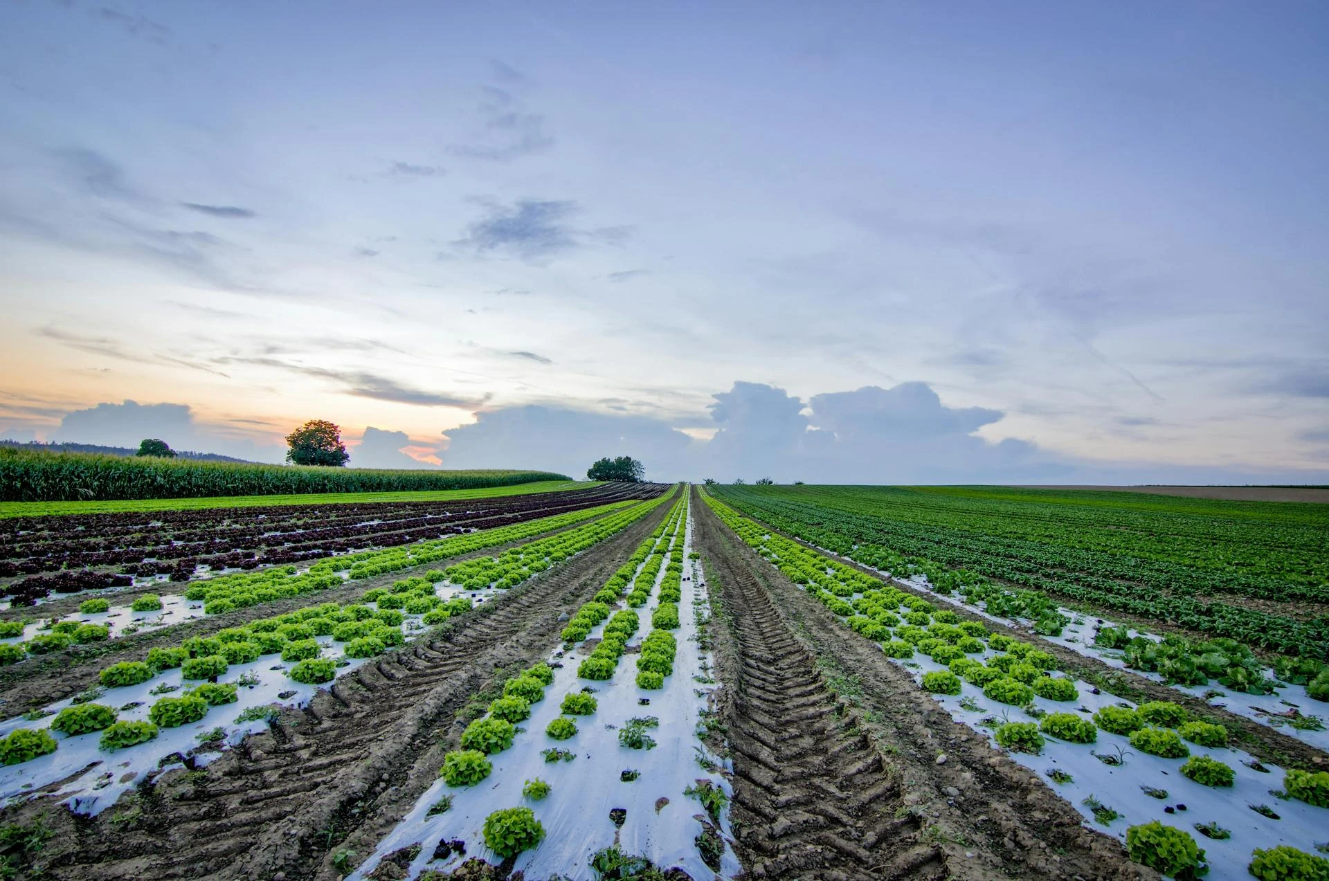 Organic Fertilizers: A Natural Approach To Boosting Its Crop Growth