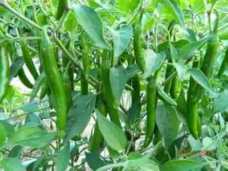 Huntin Organics: Revolutionary Farming It's Products For A Greener Tomorrow