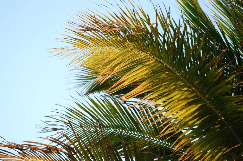 Why Winter is Ideal for Palm Tree Removal