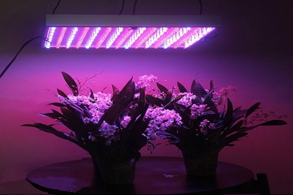 LED Grow Light Setup Errors That Cost You Plant Health!