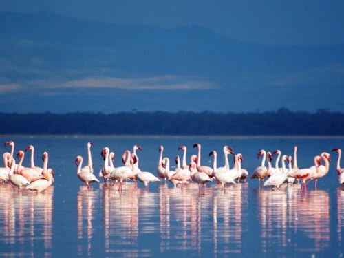 Witness Nature’s Wonder in Amboseli National Park – Wildlife & Birdlife Galore