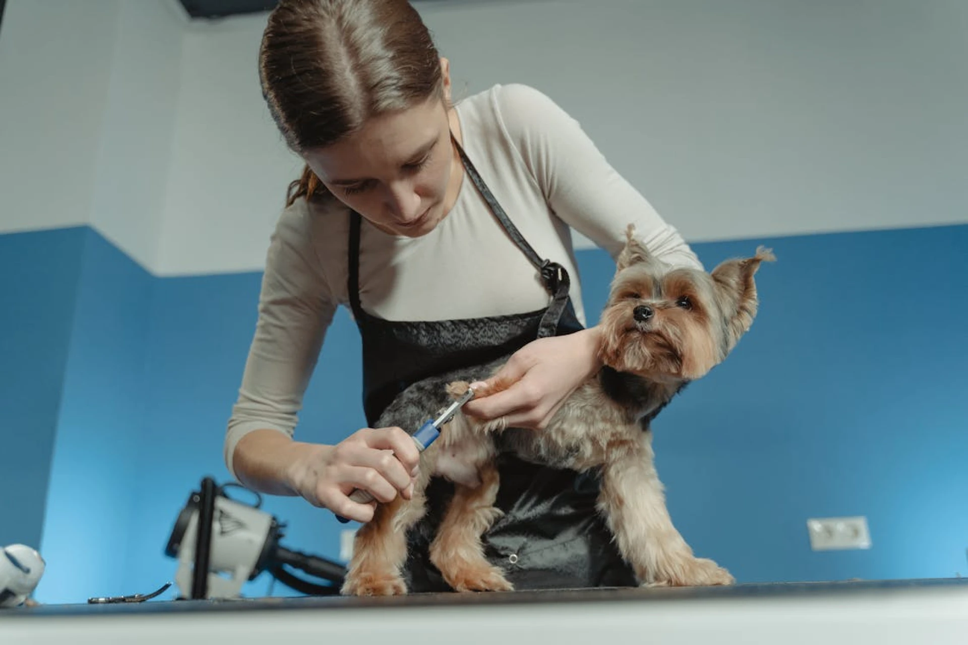 What to Bring to a Pet Grooming Appointment in Brooklyn