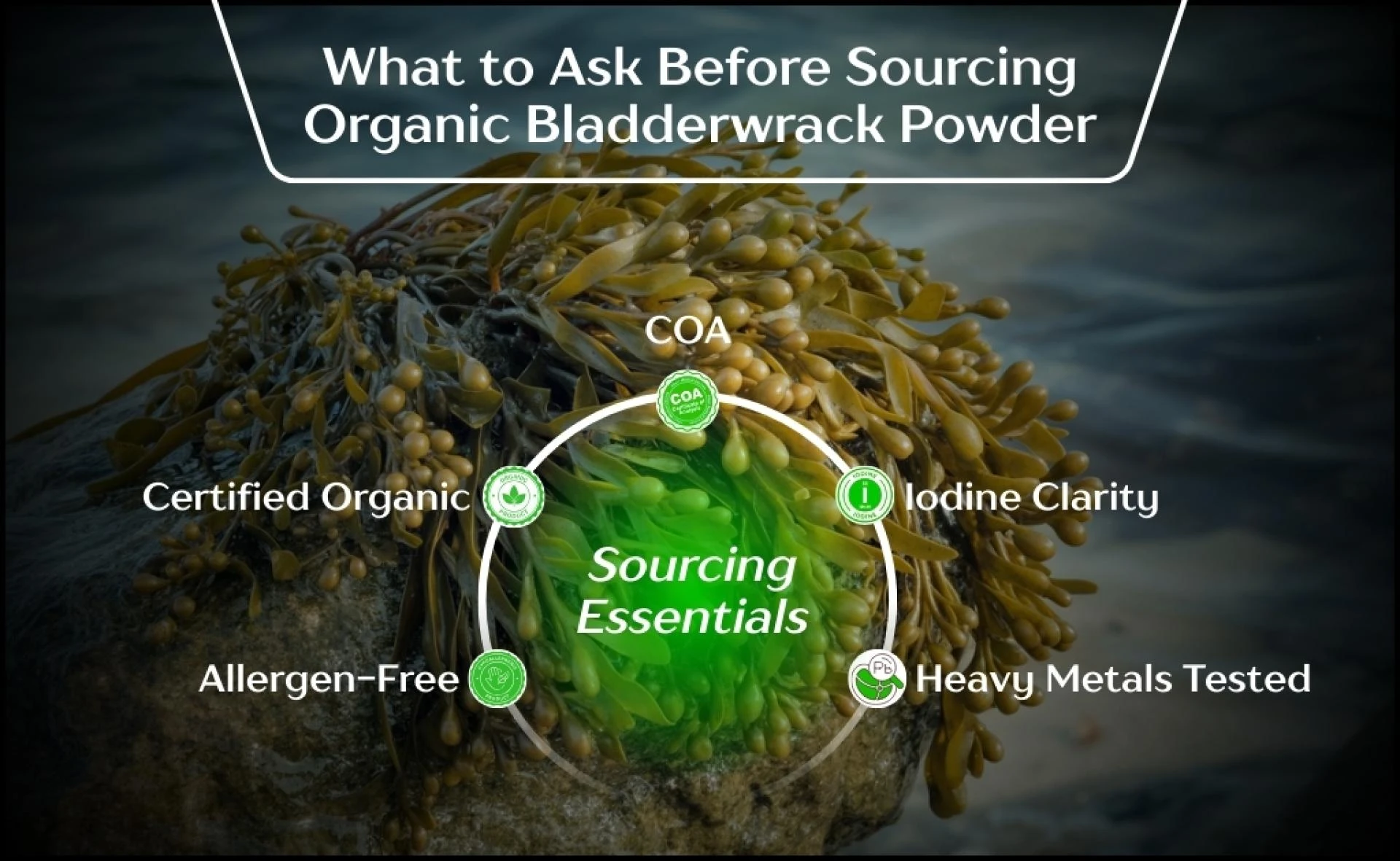 Formulating with Marine Minerals? Here’s How Organic Bladderwrack Powder Holds Its Own