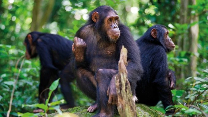 Experience Rwanda’s Wild Beauty with Expertly Crafted Safari Packages