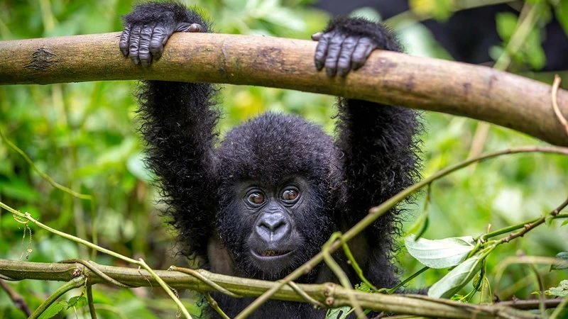 Experience Rwanda’s Wild Beauty with Expertly Crafted Safari Packages