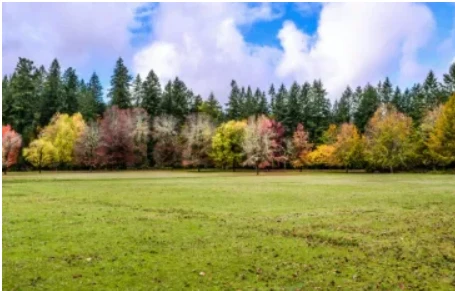 Premium Lawn Care Chichester Services That Deliver Results