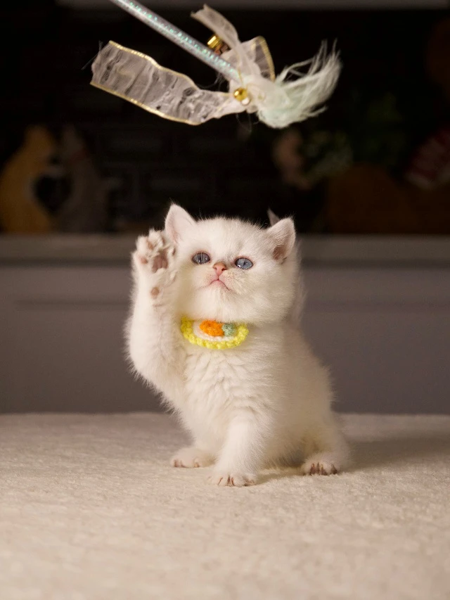 When Is the Right Time to Buy a Kitten? A Family-Friendly Guide