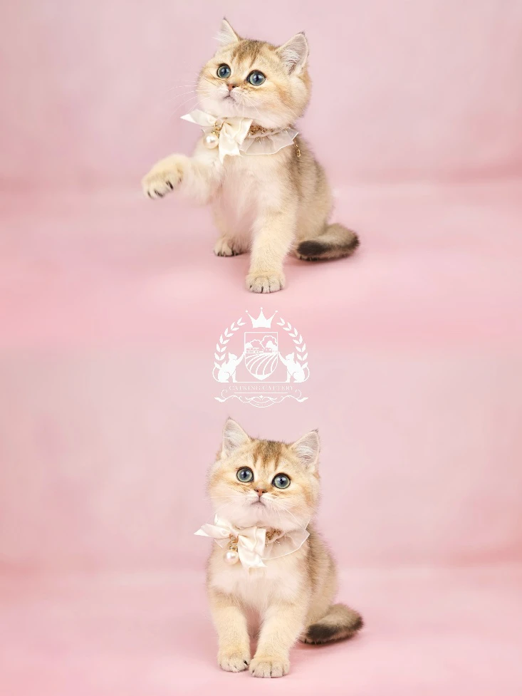 When Is the Right Time to Buy a Kitten? A Family-Friendly Guide