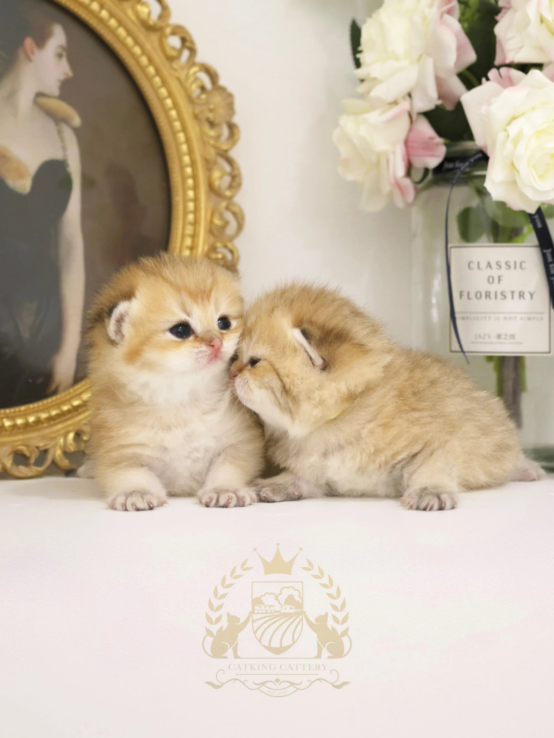 When Is the Right Time to Buy a Kitten? A Family-Friendly Guide