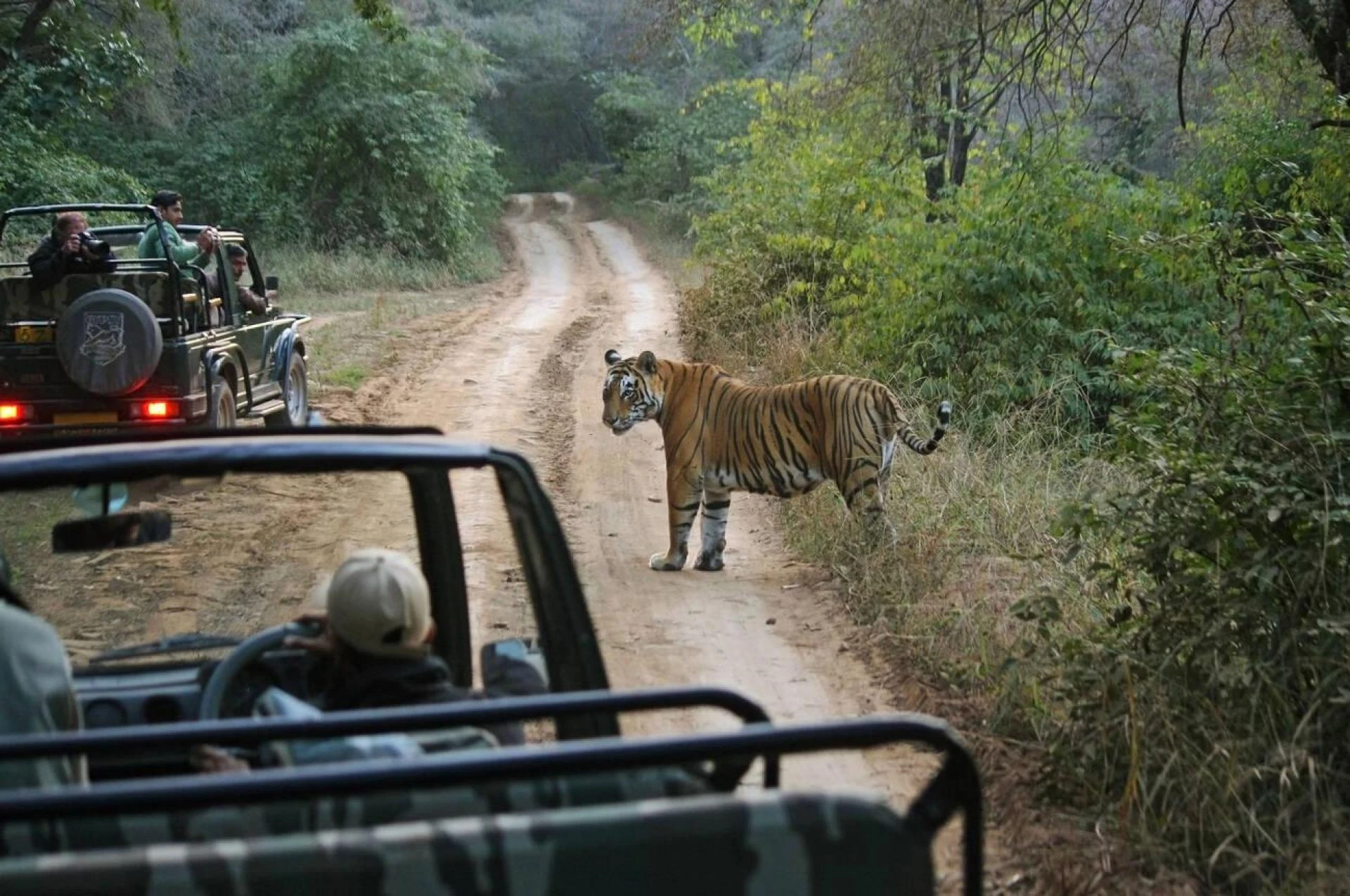 Top 10 Places for Wildlife Safaris in India