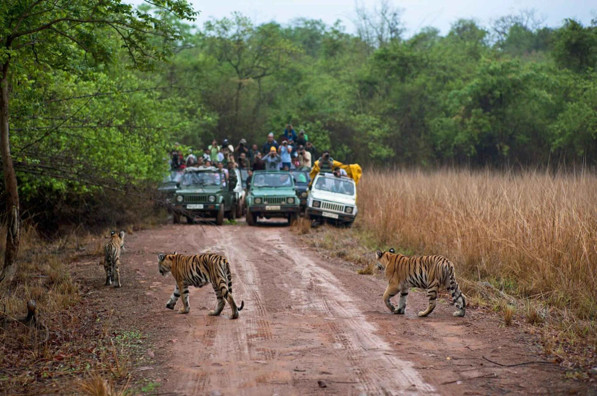 Top 10 Places for Wildlife Safaris in India