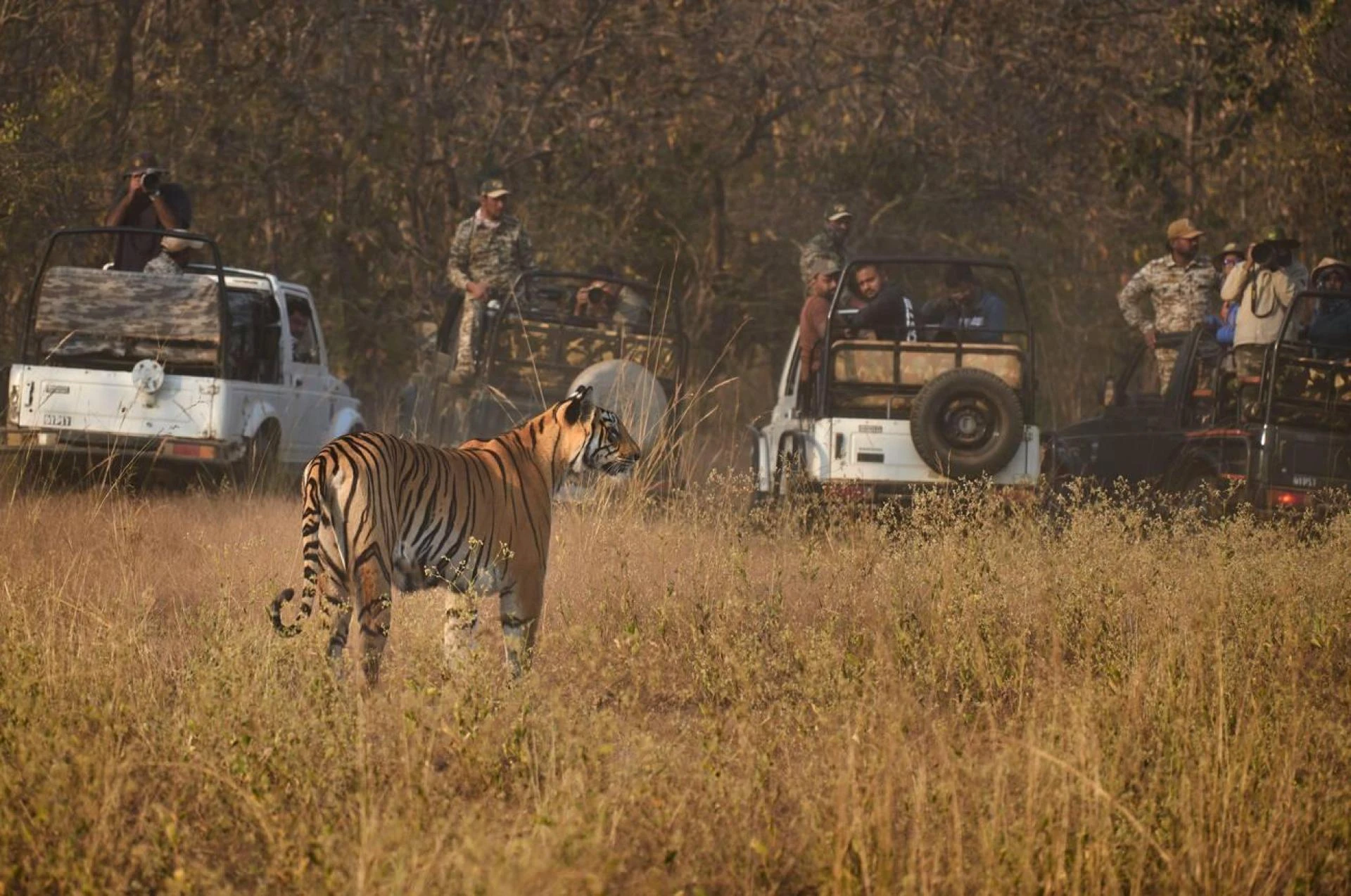 Top 10 Places for Wildlife Safaris in India