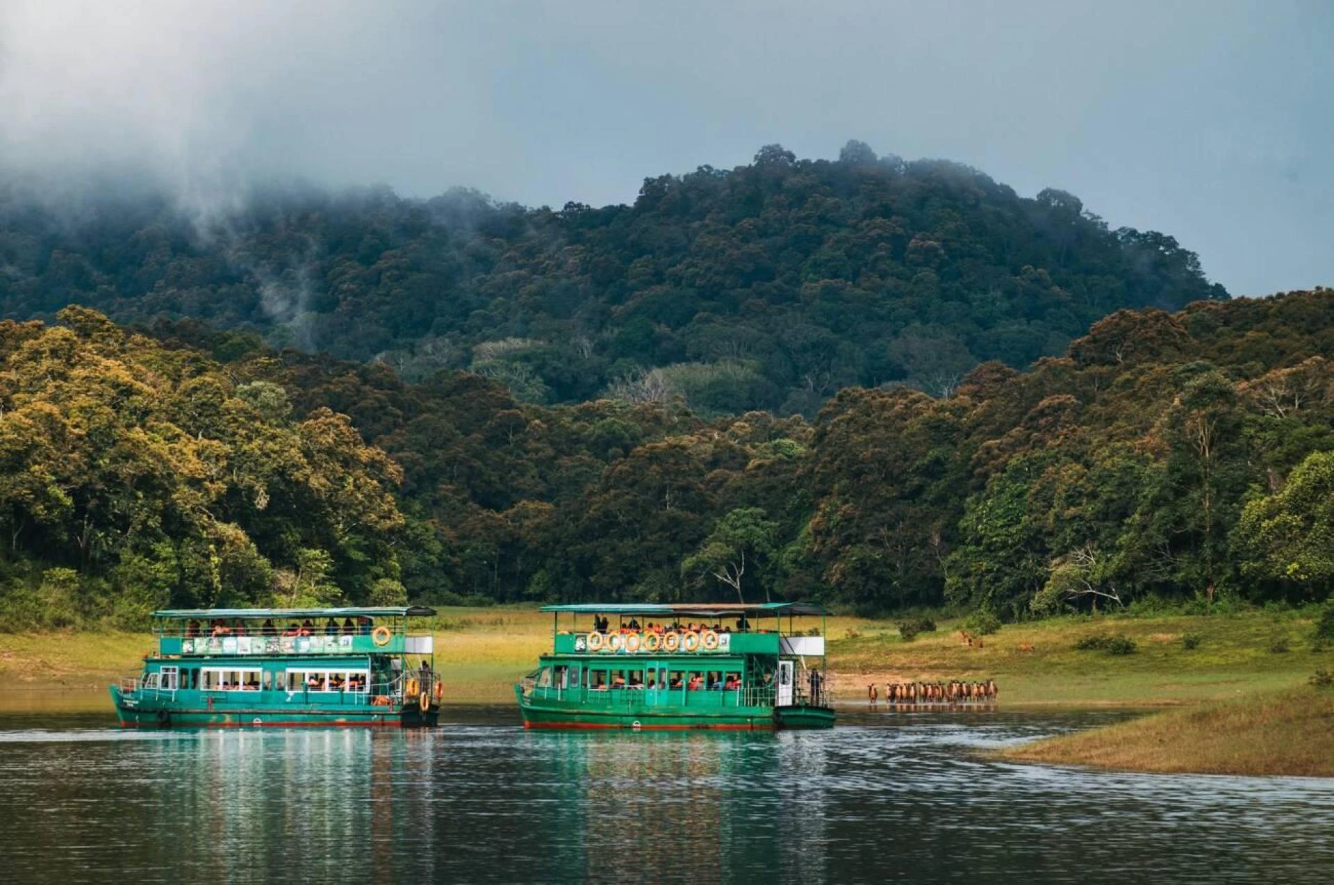 Top 10 Places for Wildlife Safaris in India