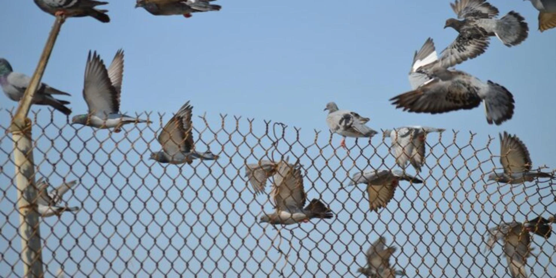 Protecting Your Panel: Solar Panel Bird Mesh and Netting in Adelaide