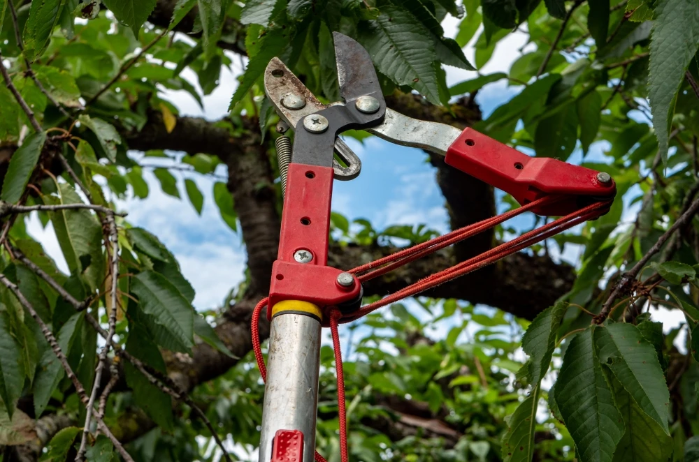 A Homeowner’s Guide to Tree Care and Maintenance