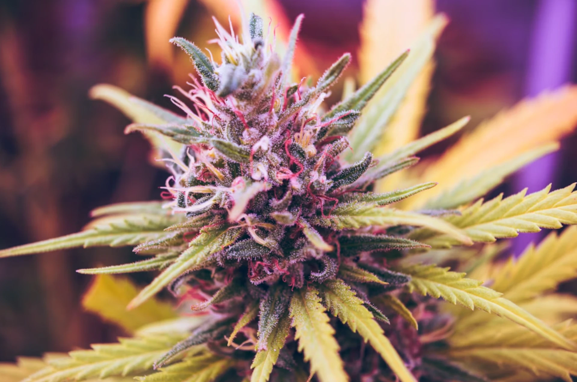 Cannabis 21 Aberdeen Dispensary – Premier Cannabis Store in Washington