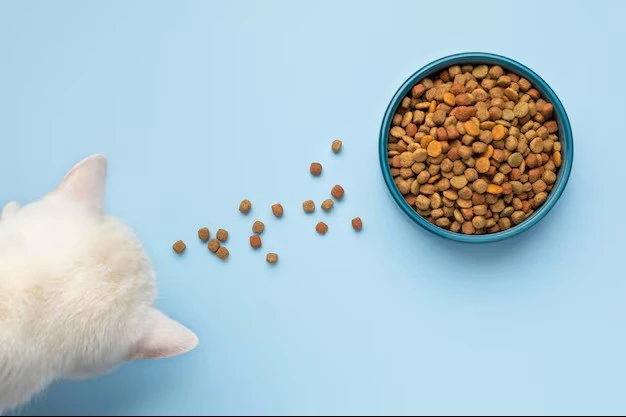 Royal Canin Cat Food: An Excellent Choice for Your Fluffy Kitten
